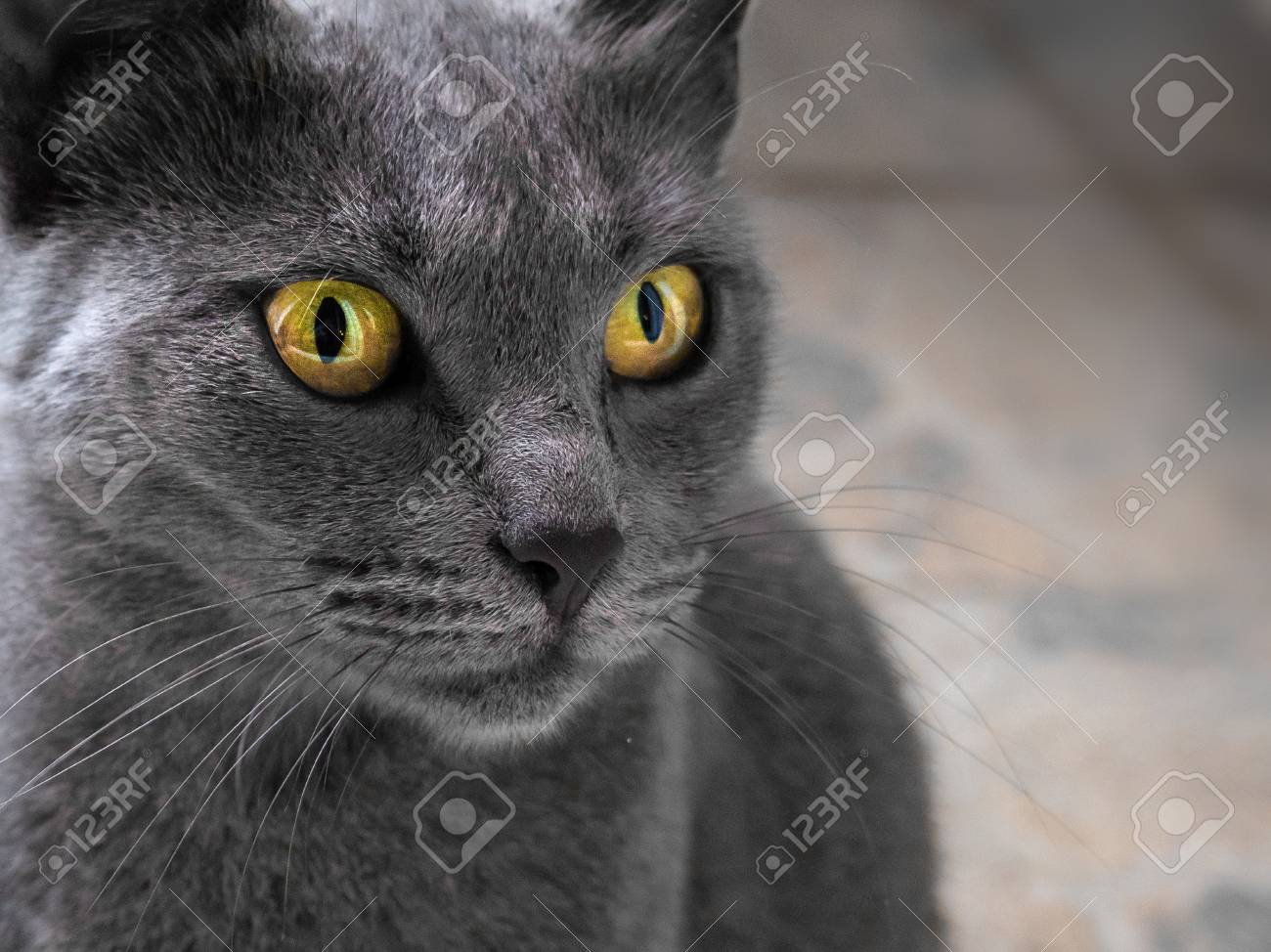 Featured image of post Russian Blue Cat With Yellow Eyes