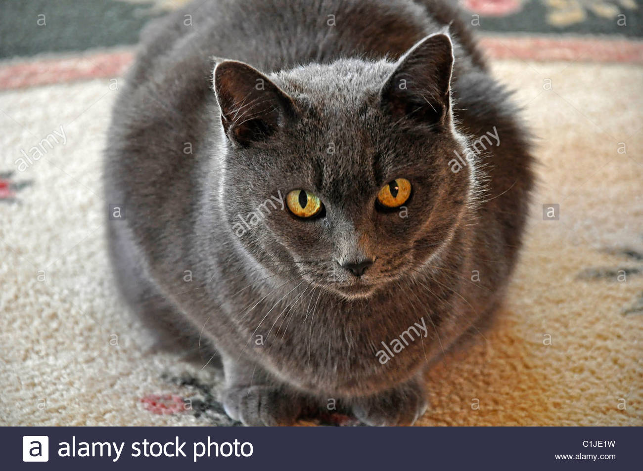 pics Russian Blue Cat With Yellow Eyes