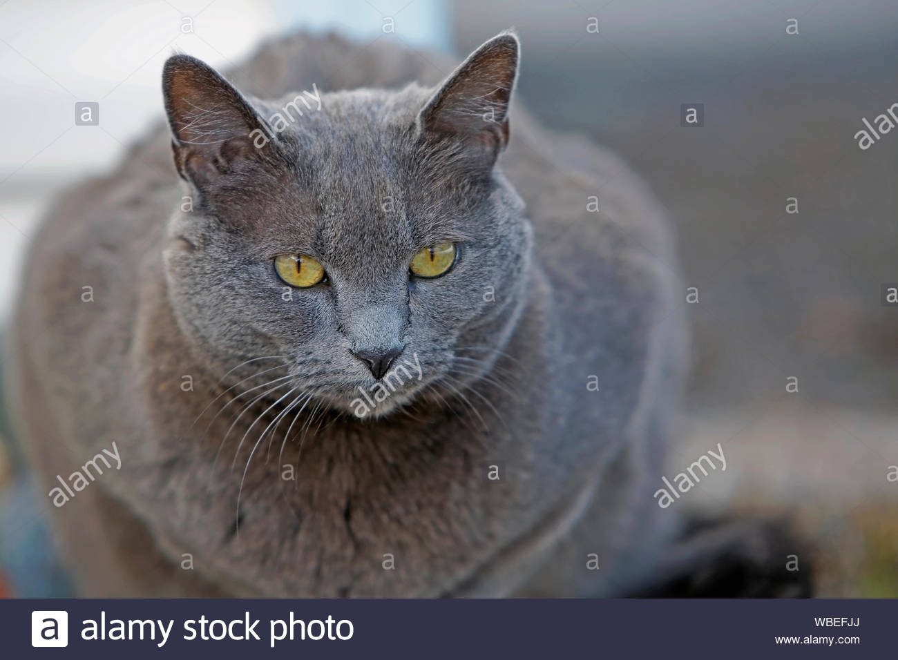 images Russian Blue Cat With Yellow Eyes