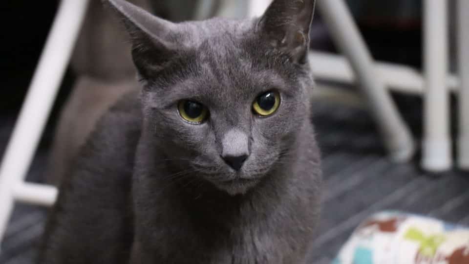 wallpapers Russian Blue Cat With Yellow Eyes