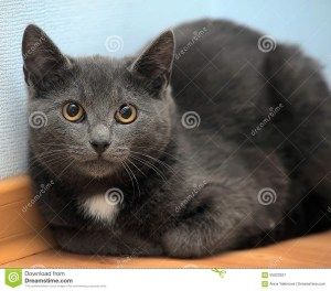 images Russian Blue Cat With Yellow Eyes