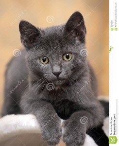 pic Russian Blue Cat With Yellow Eyes