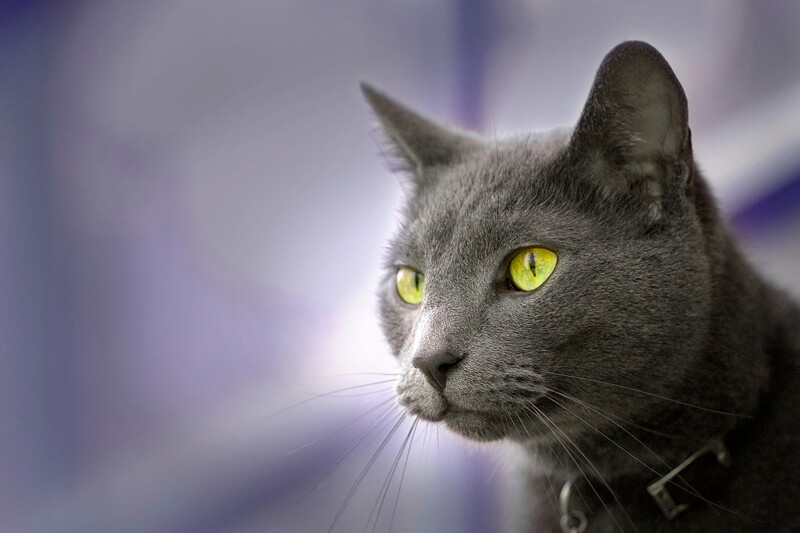 wallpapers Russian Blue Cat With Yellow Eyes