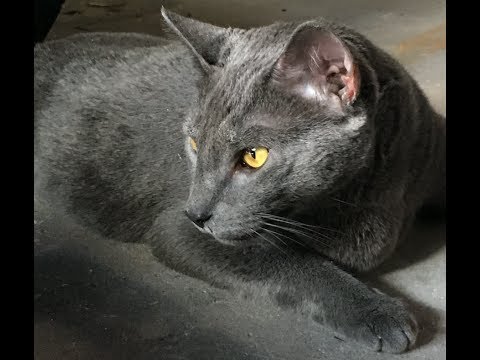 picture Russian Blue Cat With Yellow Eyes