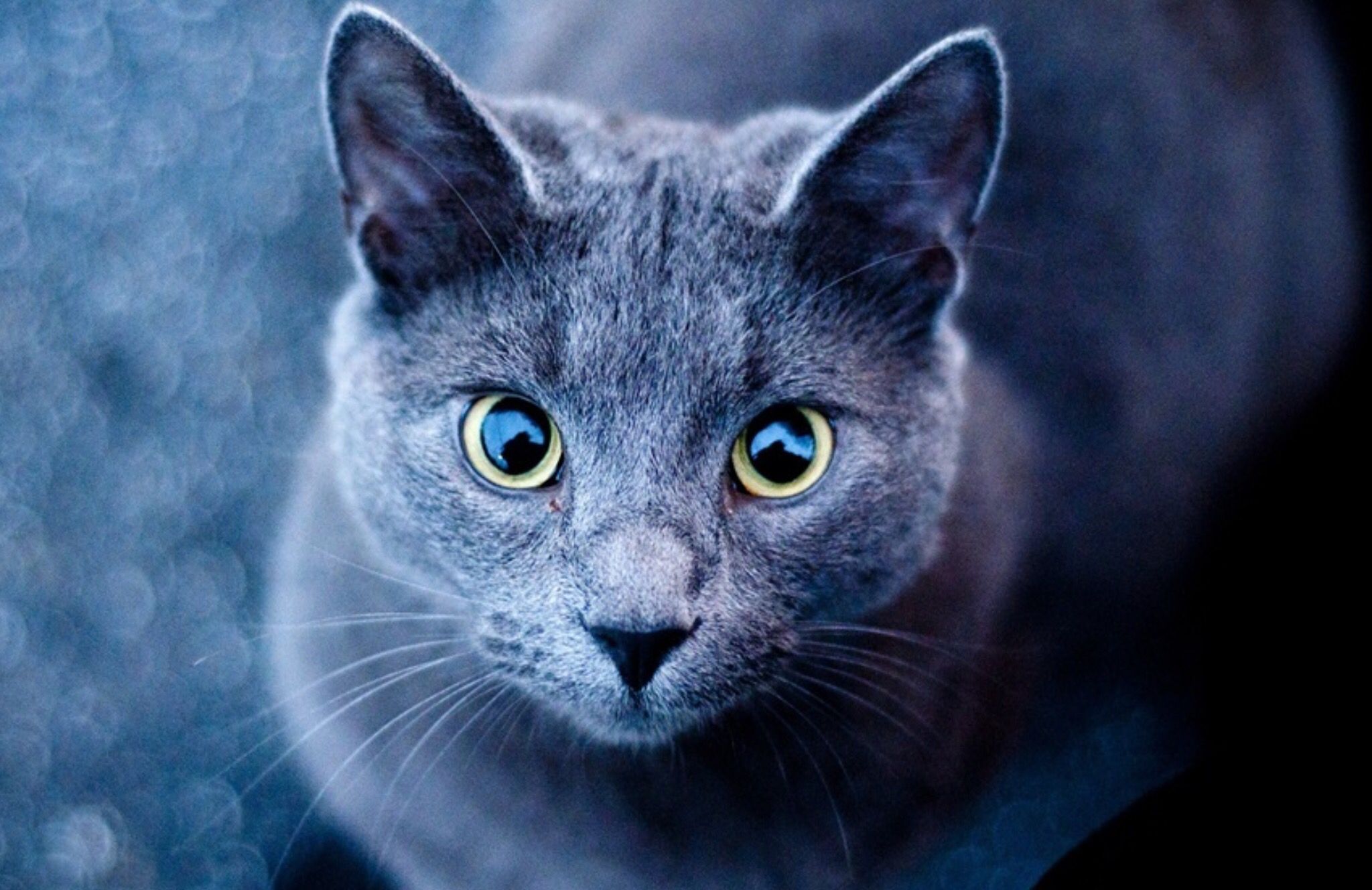 pic Russian Blue Cat With Yellow Eyes