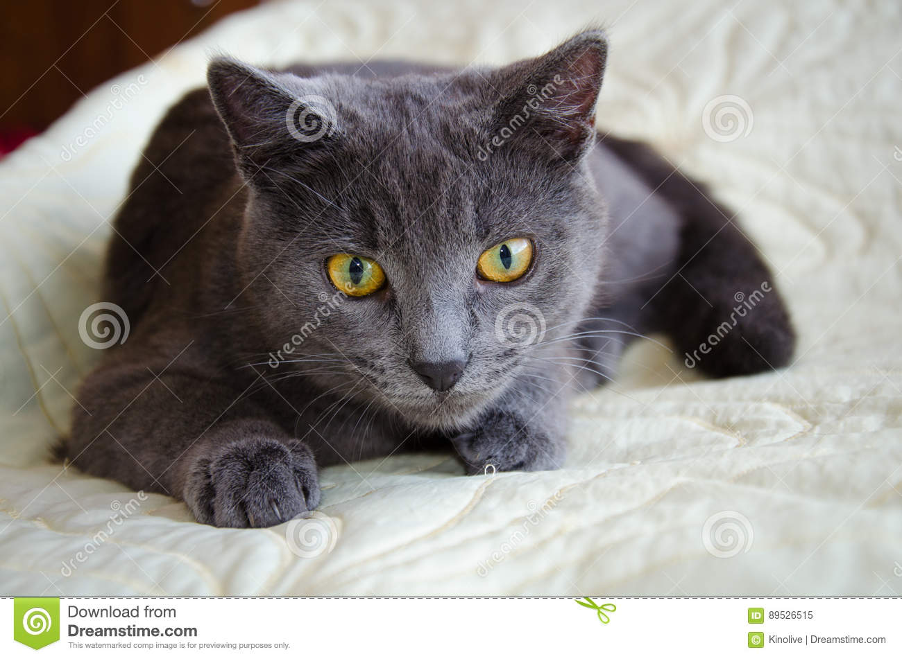 wallpapers Russian Blue Cat With Yellow Eyes