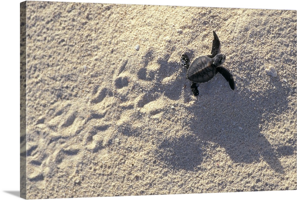 pics Turtle Prints In Sand