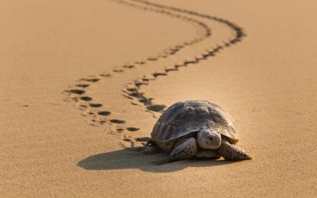 picture Turtle Prints In Sand