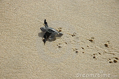 pics Turtle Prints In Sand