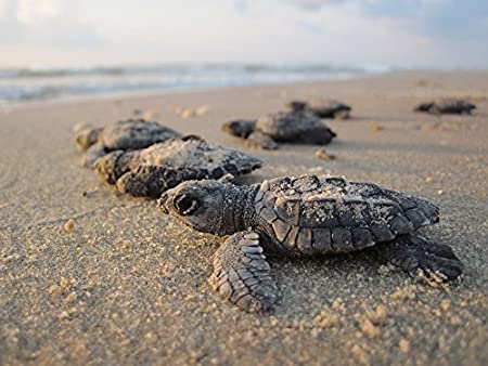 images Turtle Prints In Sand