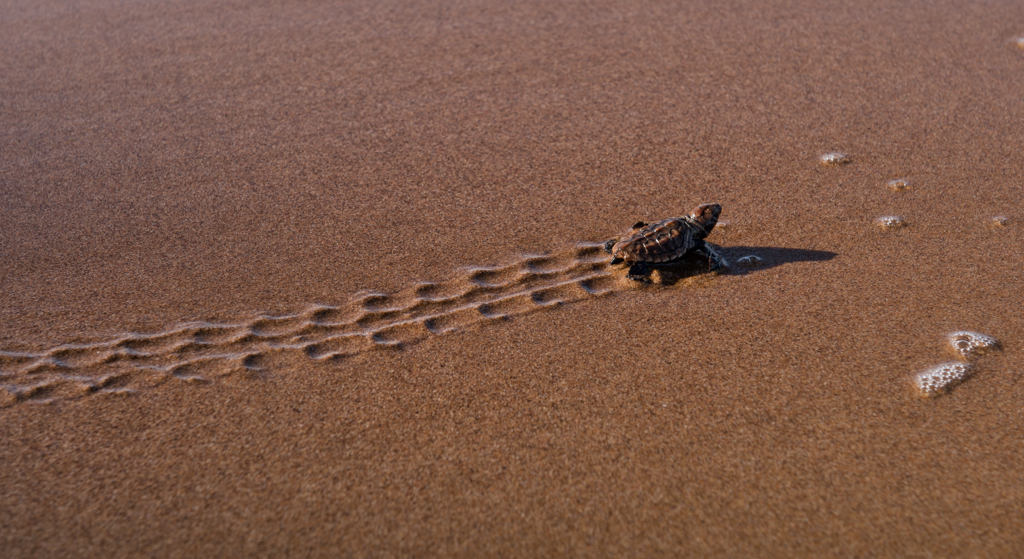 wallpapers Turtle Prints In Sand