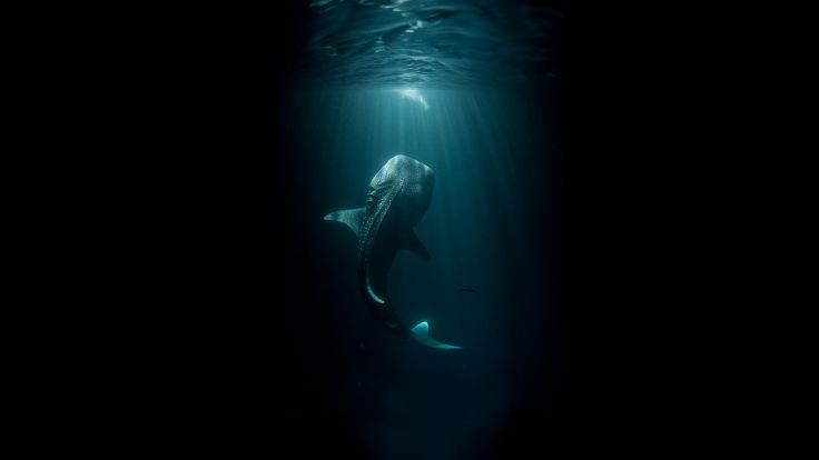 picture Underwater Dark Ocean Background