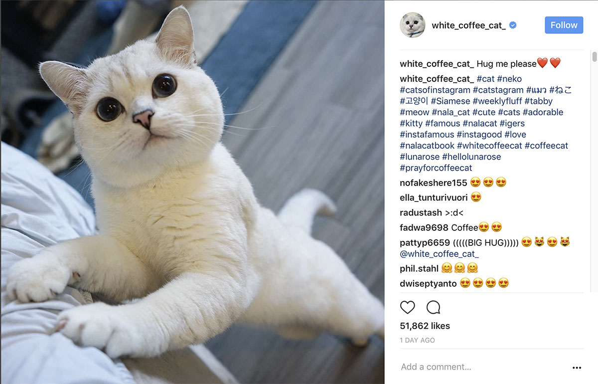 pic White Coffee Cat Instagram