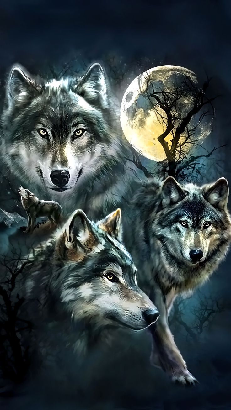 photo Wolf Cool Wallpapers For Tablets