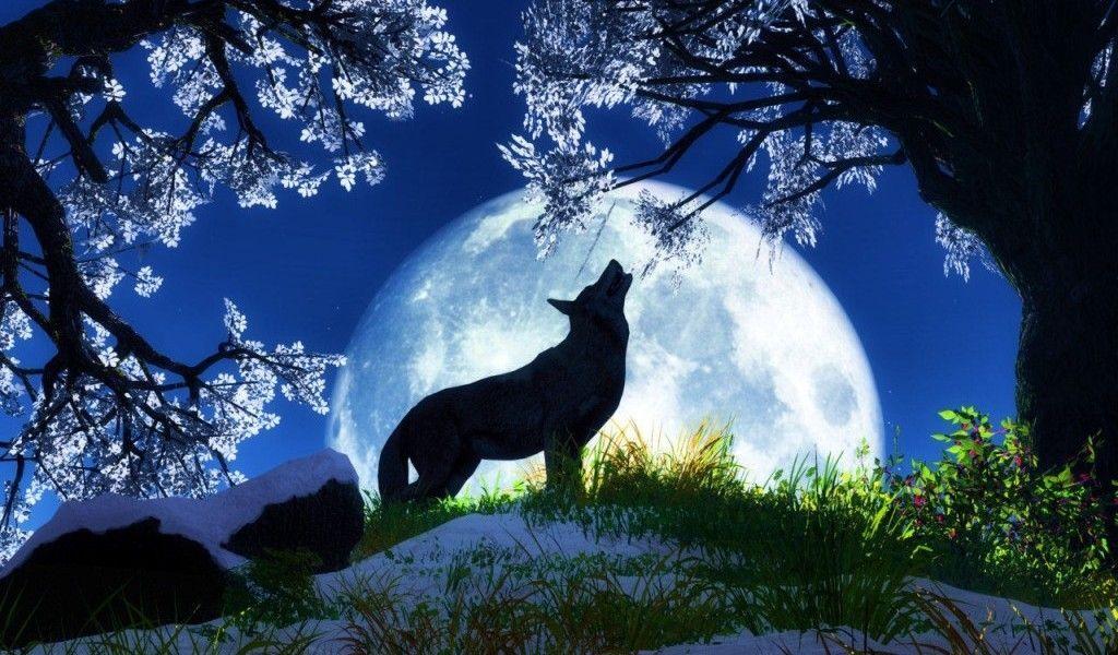 wallpapers Wolf Cool Wallpapers Hd