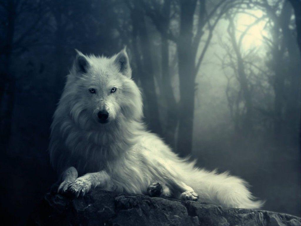 picture Wolf Cool Wallpapers Hd