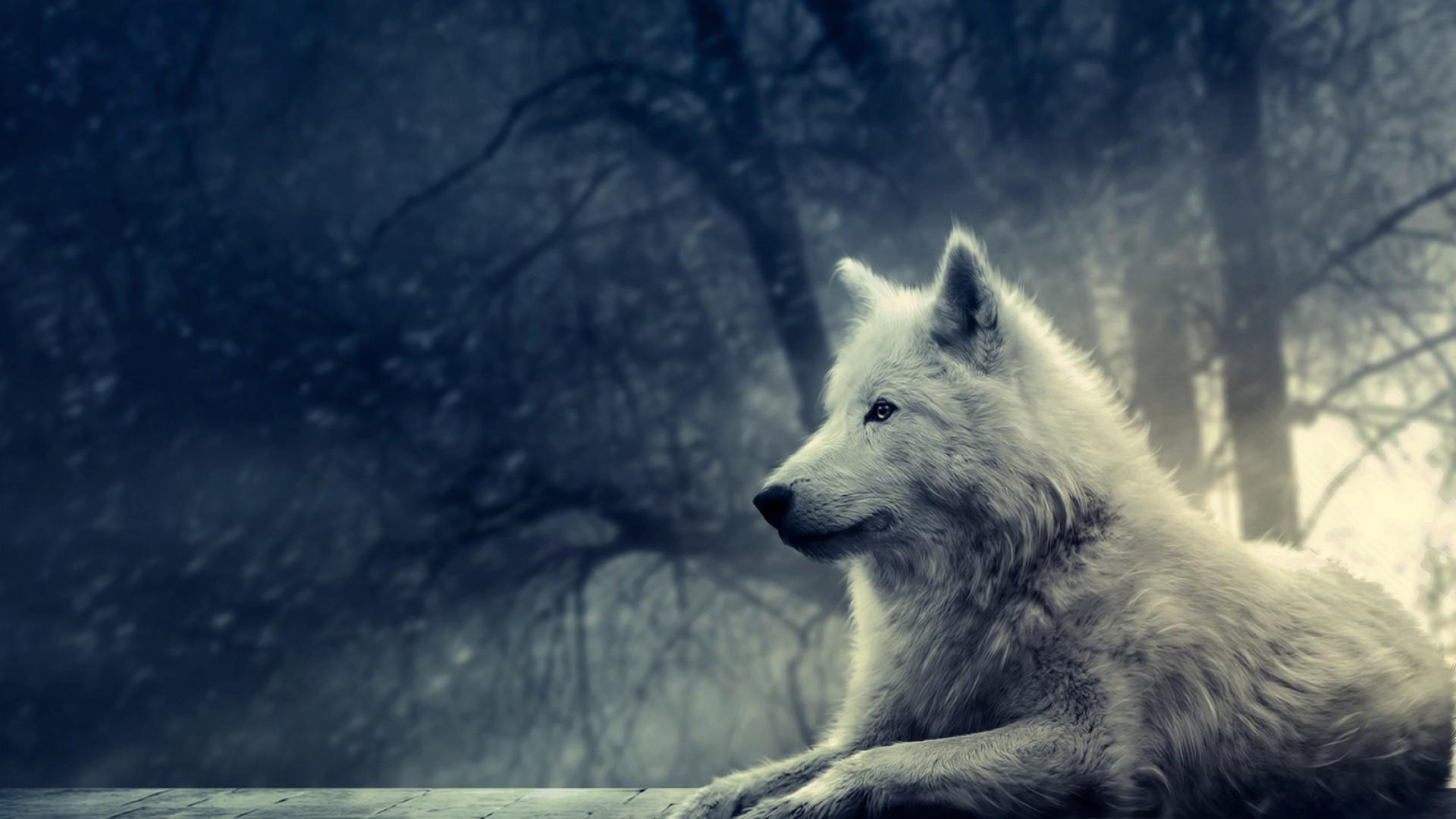 picture Wolf Cool Wallpapers Hd